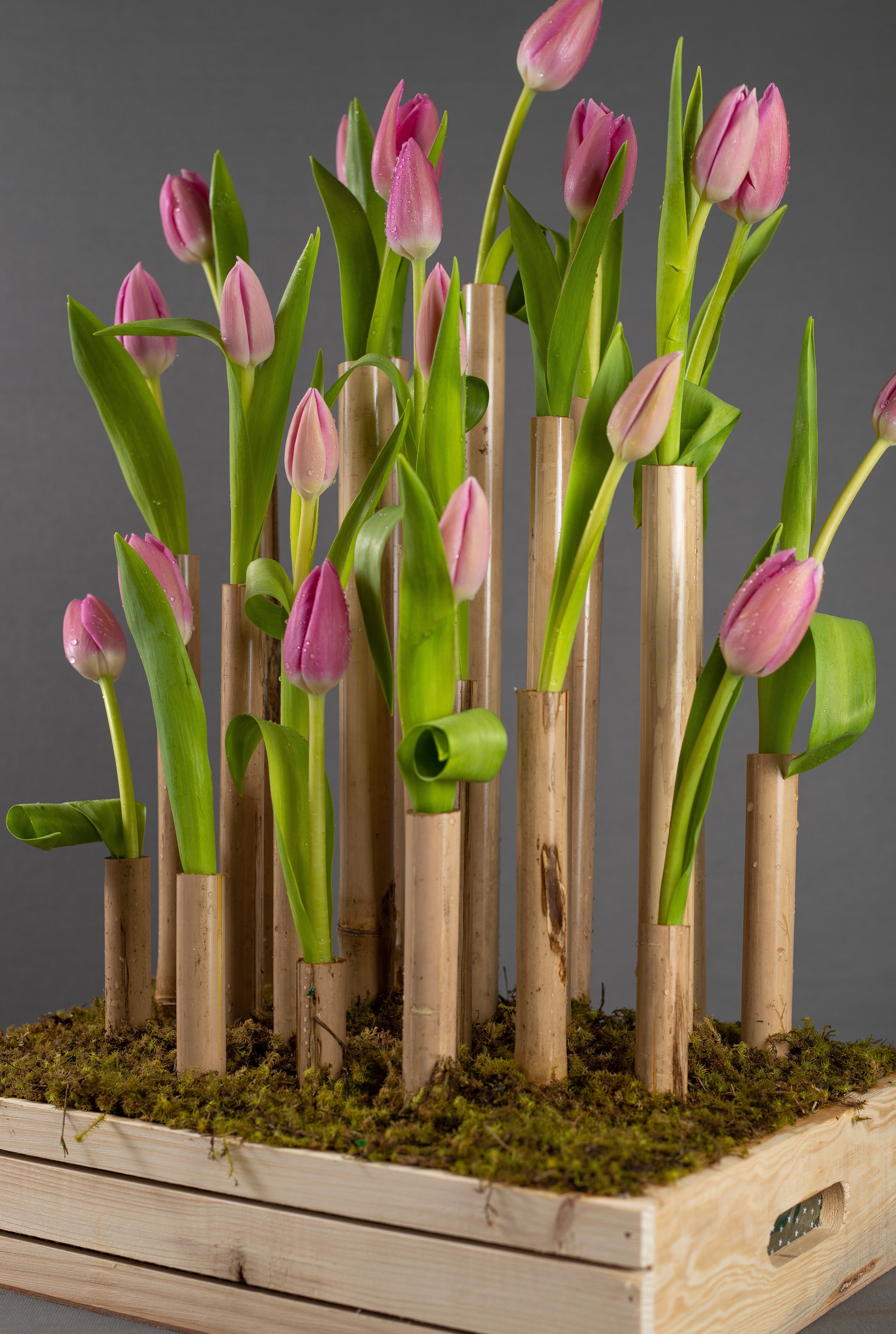 Tulips – Bloom Tray