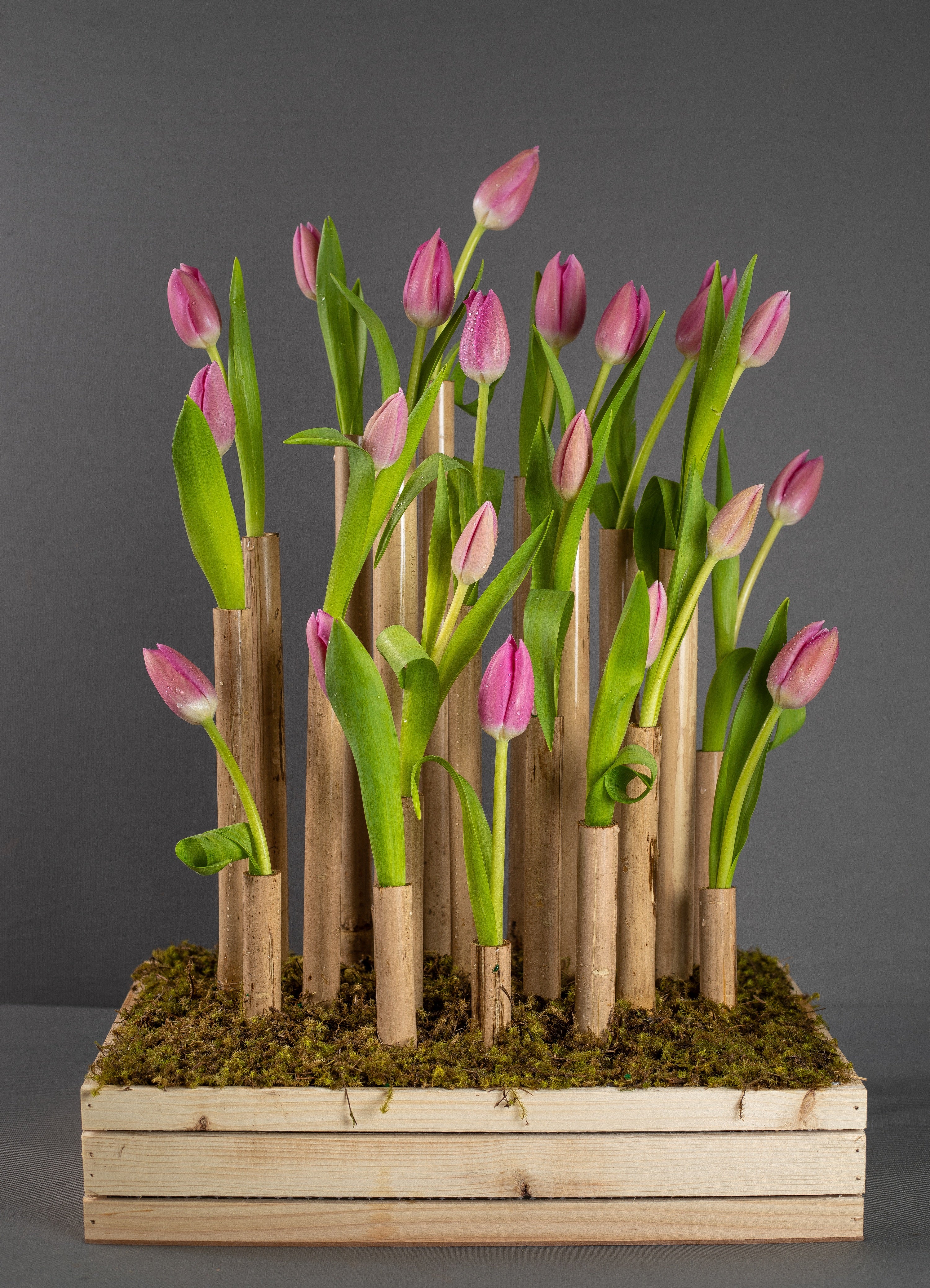 Tulips – Bloom Tray