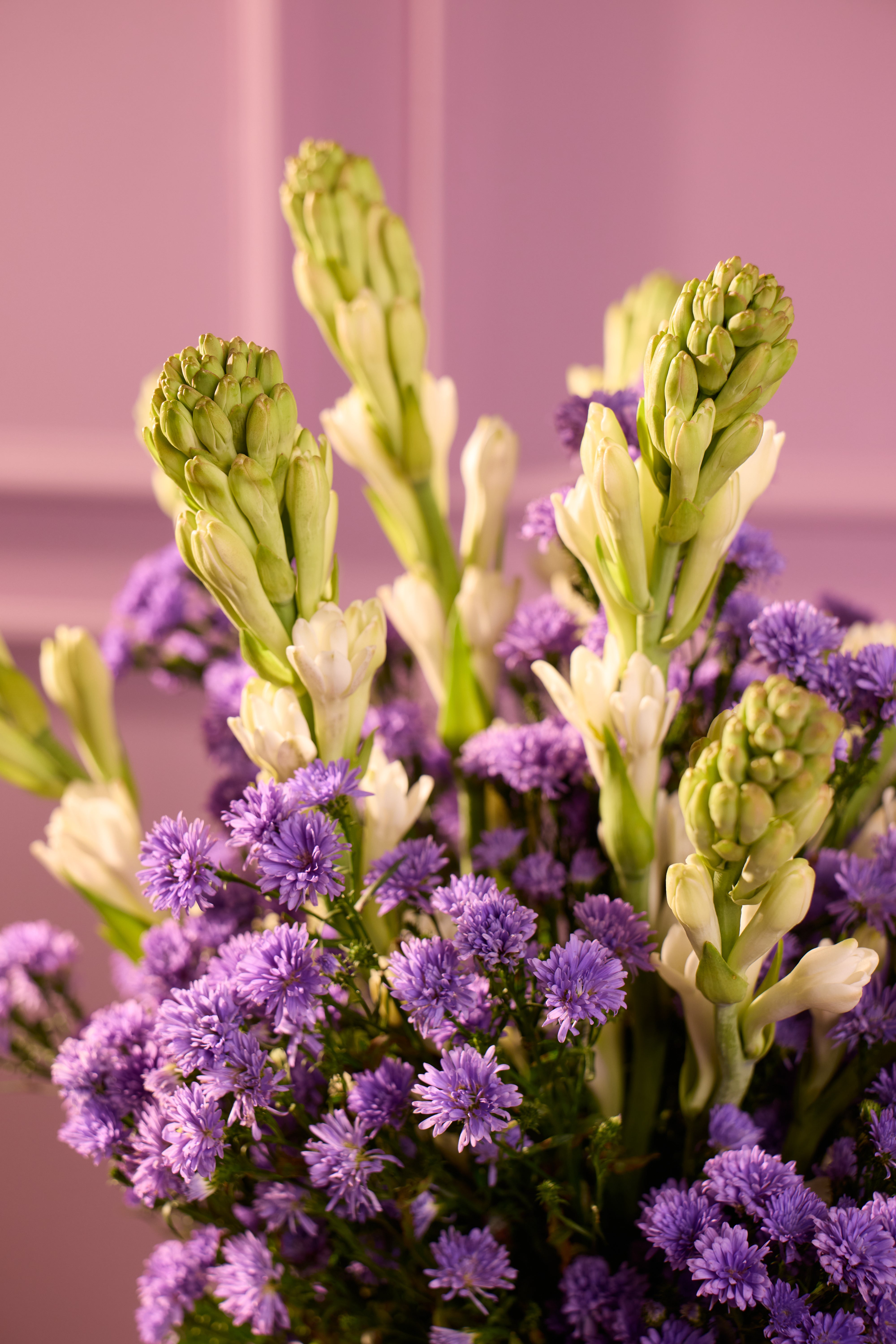 Lilac Summer - Bloom Petite