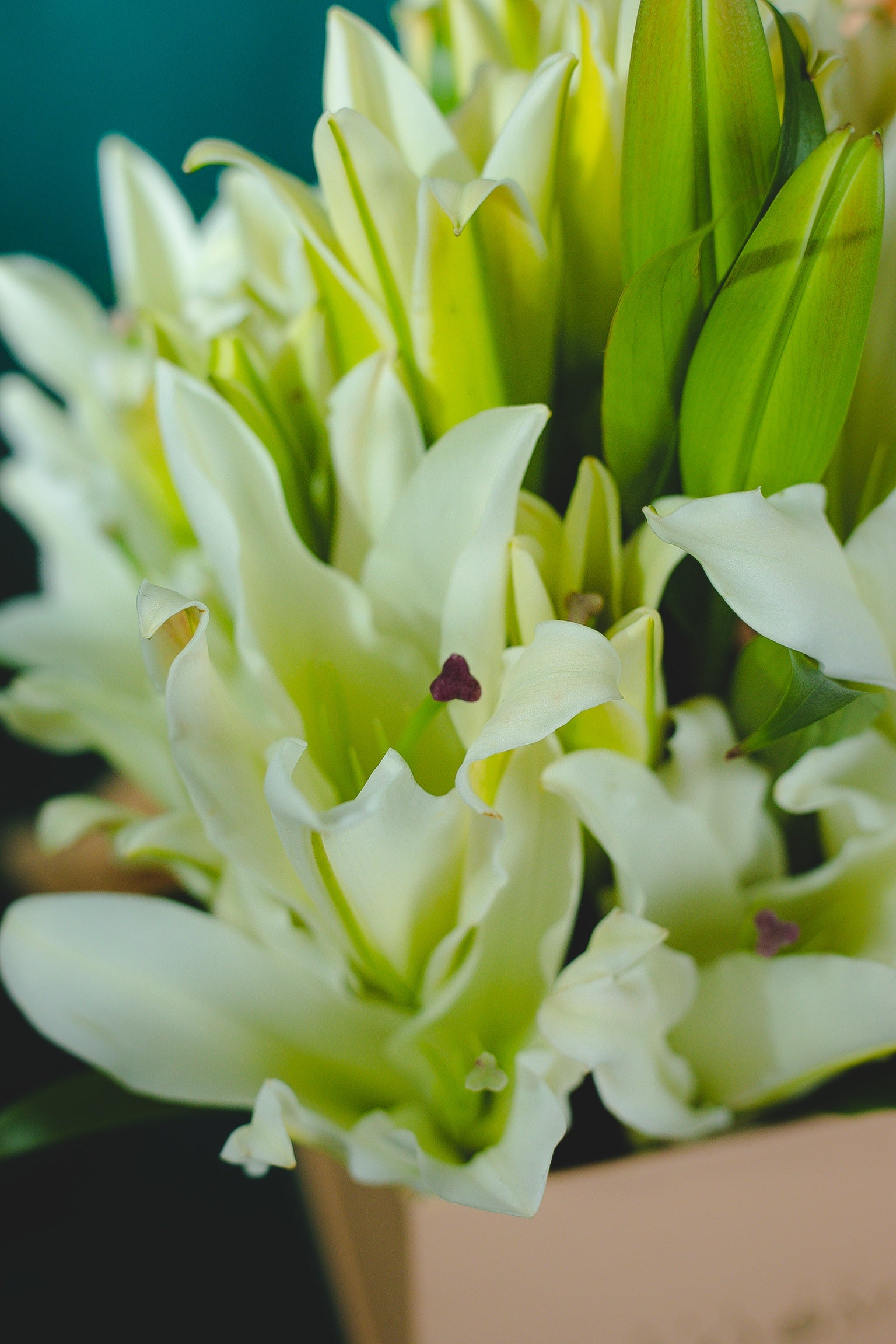 Lilies – Bloom Cube